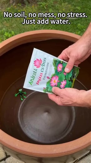 Create a Zen Vibe with Bowl Lotus Seeds