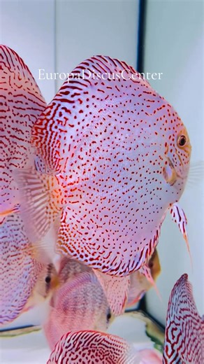 Europa Discus Center - [ ] https://europadiscuscenter.de/stockliste/?v=3a52f3c22ed6 Europa Discus Center Europa Discus Center GbR Rudolf Wagner Mittelwiese 18, 55299, Nackenheim wagner@europadiscuscenter.de | EuropaDiscusCenter