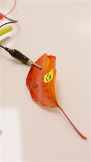 Sixth grade computer science students turned fruit and veggies into working musical keyboards using Scratch on CodeHS. They programmed notes, sounds, and animations, then explored how real-world conductive materials can trigger their digital instruments. At one point, the class stood in a circle and held hands to complete one giant circuit. When the final student touched the input, the whole group helped play the note—a fun, memorable way to learn how hardware and software connect. Watch the vid