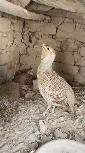🐦 جنگلی تیتر اپنے گھونسلے میں | Rare Teetar Family Video | Beautiful Partridge in Nature