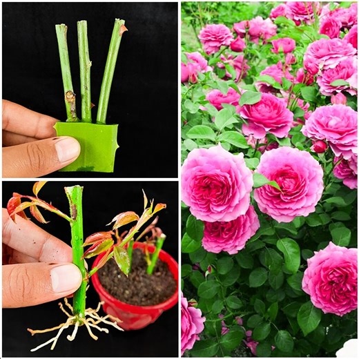 How to Clone Dying Roses to Grow New Roses Bushes | creative explained | Rana Craft