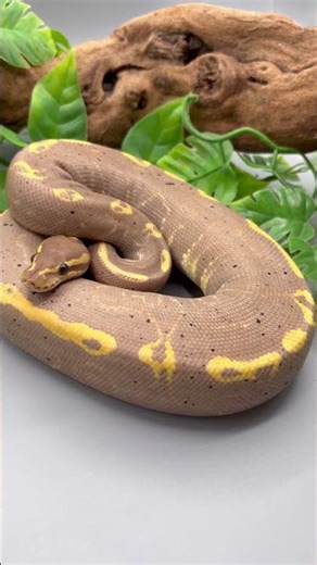 Craziest Banana Ball Python Combo you will see today ! 🤯