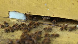 Les jalons d'une apiculture durable dans l'Union européenne