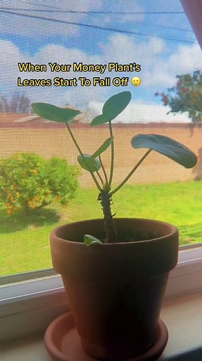 Dealing with Your Money Plant's Falling Leaves