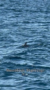 Swordfish Sighting! ⚔️🐟 While watching another megapod of Common Dolphin north of the San Clemente Pier this afternoon, a large swordfish was spotted finning at the surface unbothered by the hundreds of dolphin surrounding it as they passed by. Staying with the swordfish as the dolphin moved north, it continued swimming back and forth across the bow of the Ocean Adventures and several times turned right towards us. Truly a rare and unforgettable encounter! 🌊💙 #DanaPoint #DanaWharf #OceanAdven