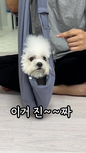 다이소 강아지 이동가방 확인 필수!