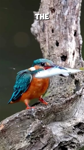 Birds in Action! 🦜✨ Nature’s Hidden Wonders
