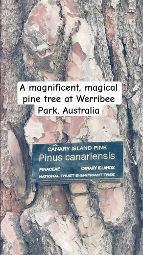 A magnificent Canary island pine at Werribee park, VIC, Australia