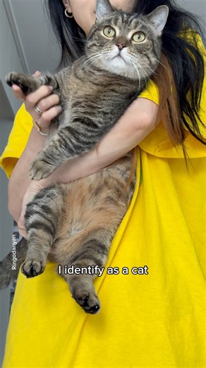 941K views · 15K reactions | The identity crisis of a cat #cat #funnycat #cutecat | Ringodanyan | Facebook