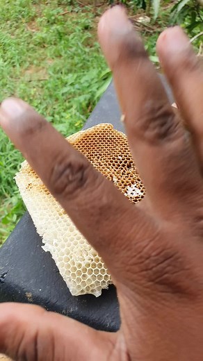 Hivebliss Bee Breeding Center on TikTok