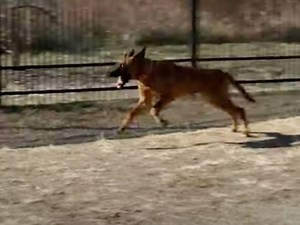 Un chien Boxer Shepherd extériorise sa joie de vivre (vidéo)