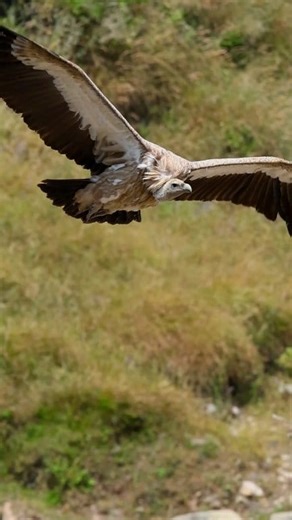 8.5K views · 92 reactions | Thanks for your Tutorials Mark Smith Photography Sir . . . #wildlifephotography #outdooradventures #vulture #reelsviralシ | Ayoub Nayiak Wildlife Photographer | Facebook