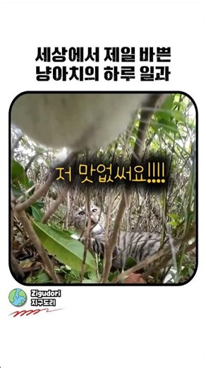 동네 대장 고양이의 하루 바디캠 (1인칭 주의) #고양이바디캠 #냥아치 #고양이일상 #길고양이 #고양이시선 #반려동물 #웃긴영상 #1인칭시점 #CatVlog #Bodycam