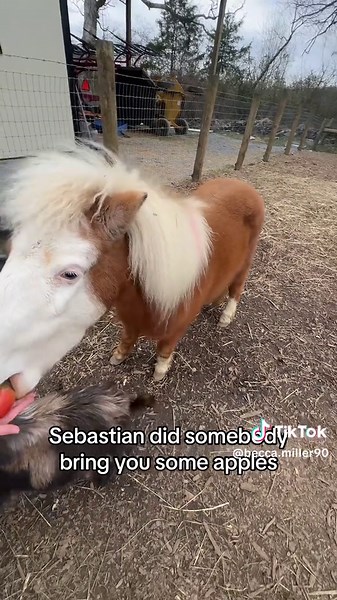 Evening Dinner Routine with Mini Horses and Farm Animals