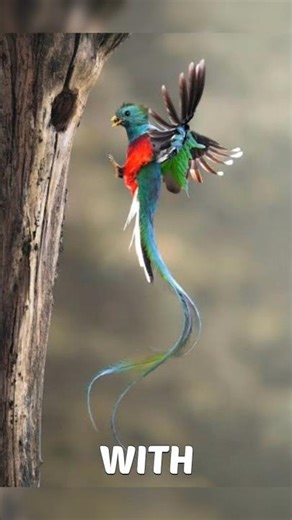 A Bird So Beautiful It Was Worshipped😮🛐