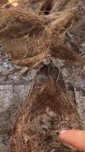 Plane Wreck Survival Challenge!