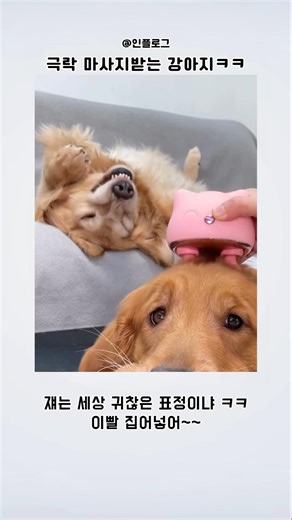 극락 마사지받는 강아지