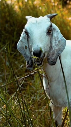 Amazing Farm Animals #animals