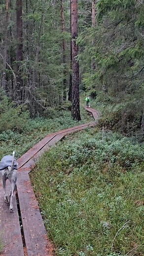 En gråmulen dag som denna kan man inte ta vara på, på ett bättre sätt än att vara ute I naturen tillsammans- Alvin, Viggo och husse. Tänk om allt vatten vi fått vore i form av snö, ja då skulle vi förmodligen haft åtminstone en halv meter tjockt snötäcke. Ibland funderar jag om jag gör rätt i att skicka alla dessa kortfilmer till er, jag brukar tänka, ska dom orka titta på ännu en film där mina älskade fyrbentingar springer om kring i skogen och bara finns. Hur som helst, jag älskar att skapa al