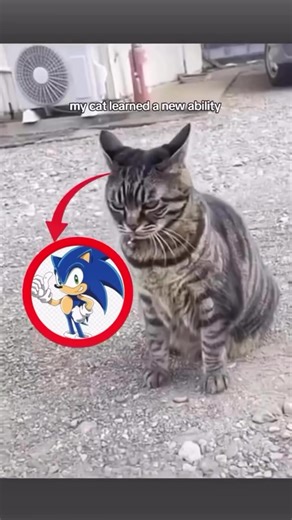 Bro Thinks He's Sonic: Hilarious Cat Moments