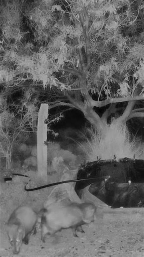 Wild pigs come for a visit 🐖