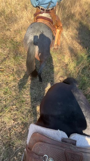He owes me a Kieferbilt trailer now 😏 he can keep the bumper, I’ll take the horses 🐴 🐴🤣#bar5trailers #viral #funnyhorse #fyp #greatsmokymountains
