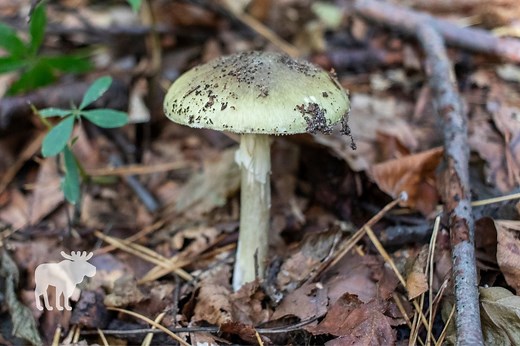 Death Cap Mushroom: Key Facts — Forest Wildlife
