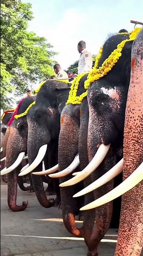 MYSORE DASARA NAVAGRAHA ELEPHANT EDIT FULL SCREEN WHATSUPP STATUS