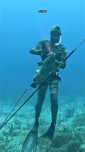 Spearfishing Bahamas Black Grouper #fishing #spearfishing