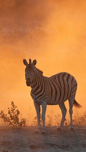 1.3K views · 307 reactions | This National Zebra Day, we’re inspired...