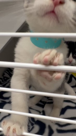 Gasp! We know….⁣ ⁣ It’s our dream too!!! 😻😻😻⁣ ⁣ Visit Nevada SPCA today and give a loving new home to one of our sweet kittens! ⁣ ⁣ Head to our website to see all of our currently adoptable the cats and kittens. ⁣ •⁣ •⁣ •⁣ #findhappiness ⁣#kitten #kittensofinstagram #kittenlove #adoptablekittens #adootablekittensofinstagram #adoptasheltercat #catstagram #shelterkitten #opttoadopt #adoptdonyshop #adoptlove #lasvegas #vegas #spca #nevadaspca | Nevada SPCA Life-Saving Shelter