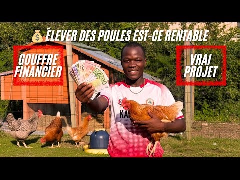 LES POULES, UN GOUFFRE FINANCIER ? J'ai fait les comptes. (Les résultats sont choquants)