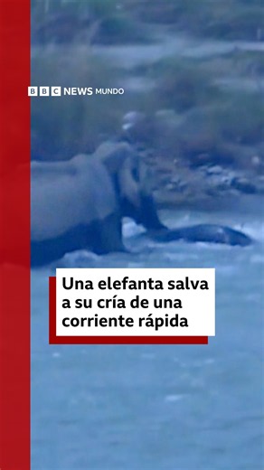 Una elefanta salva a su cría de una corriente rápida