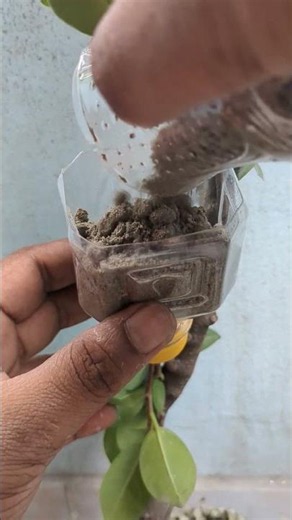 Turn 1 Plant Into 100! The Easiest Plant Propagation Trick Ever for any plants