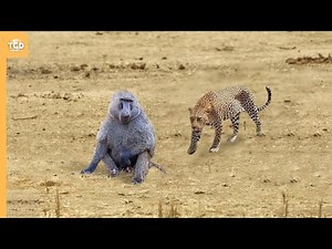 When a Leopard Sees Baboon.. It Ate It Whole