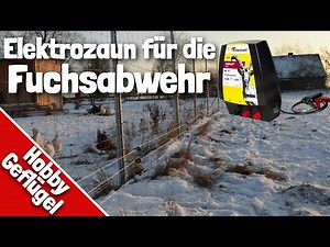 The Chicken and the Fox | Horizont hotshock A300