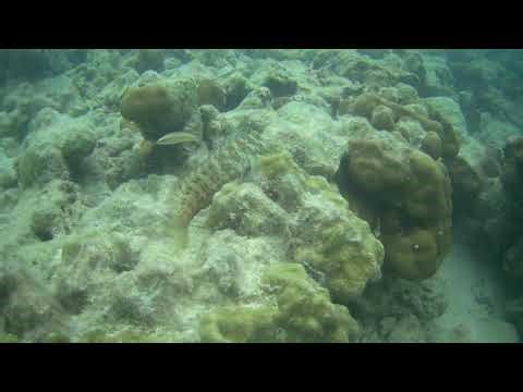 Jewelled Blenny (Salarias fasciatus)