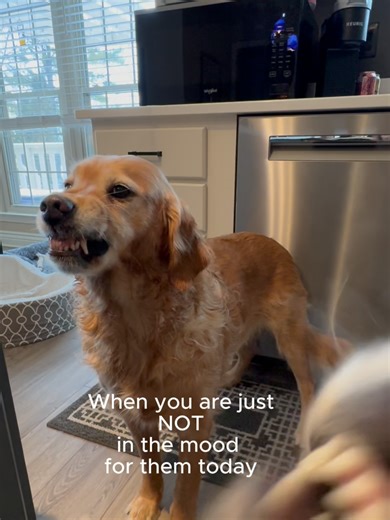 When you have had enough #goldenretriever #dogsoftiktok #work #annoyed