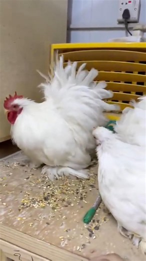 white Cochin ball bantam chickens 🥰#shorts #ytshorts #trending #youtubeshorts #bantam