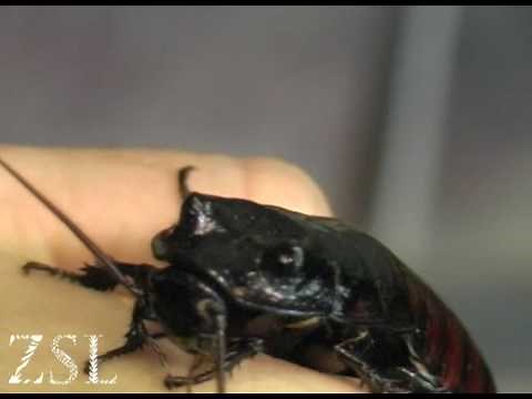 Amazing insects: The Hissing Cockroach