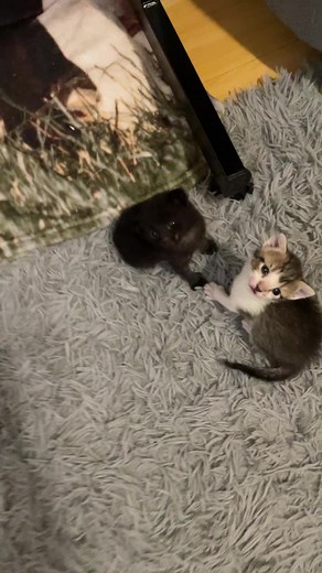 Funny Cat Holding Hands Memes Compilation
