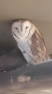 Another reason why it's pretty ok to live in a treehouse on an owl sanctuary😉 | Owl Rescue Centre