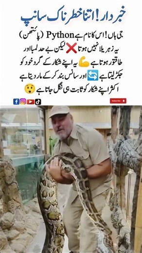 Meet the Python 🐍 AmazingNatureShorts#Python #Wildlife #WildlifeAnimal #ForestPredator#AmazingNature