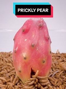 Mealworms vs. Prickly Pear: Growing and Benefits