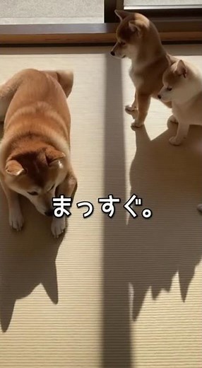 柴犬の可愛さ満載！癒しの瞬間