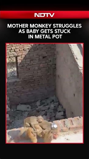 Baby Monkey Trapped With Steel Pot On Head In Amroha