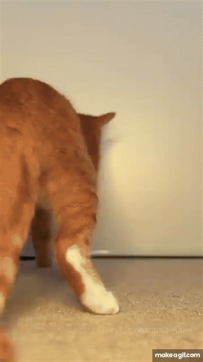 Cat Club! on Make a GIF
