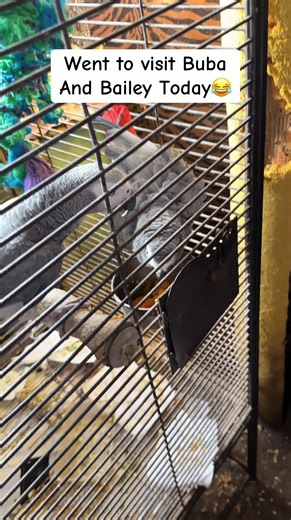 Fun Times with My Playful Parrots