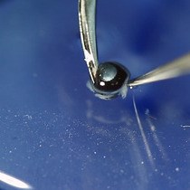 Video: Limbal Approach-Subretinal Injection of Viral Vectors for Gene Therapy in Mice Retinal Pigment Epithelium