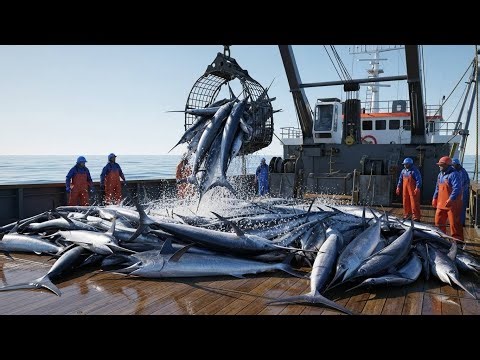 Florida’s Million-Dollar Swordfish Hunt | The Deadly Reality Behind the Catch